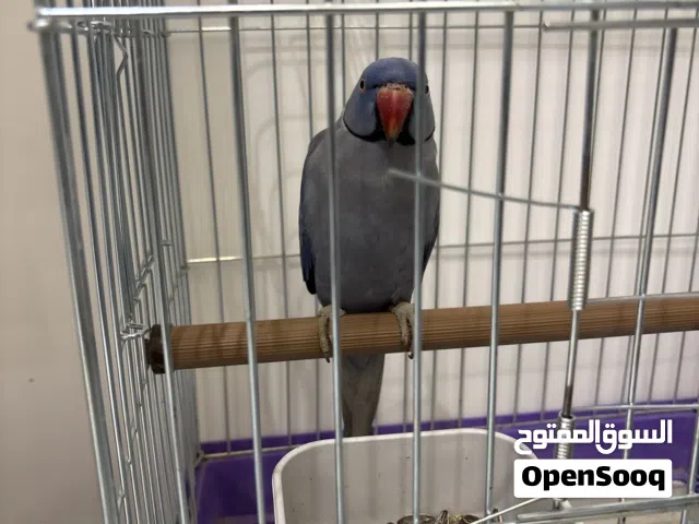 ببغاء دره ازرق أليف