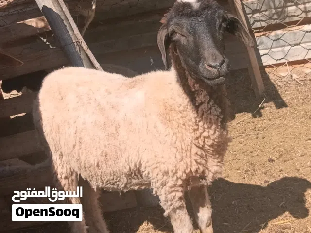 فطيمه ليه لبيع العمر مش ابدال فطيمه ربي يبارك سعر 1800من الاخير