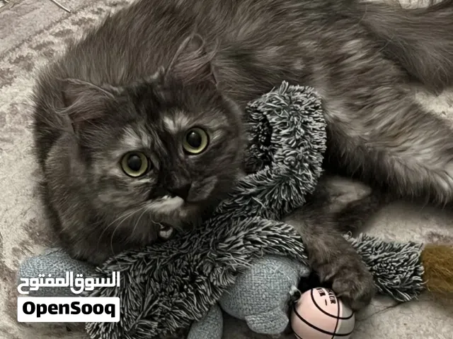 للبيع قطة شيرازية تايقر - For sale: Persian Tiger cat