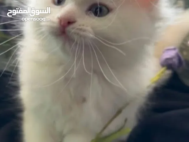 6 قطط عمر شهرين مكس هملايا وانغورا شيرازي للبيع