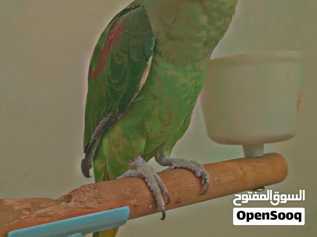 بغبغاء متوه جامبو اليف جدا