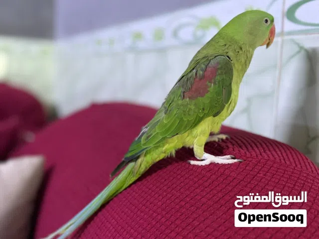 عاجل ببغاء نيبالي حجم جنبو أليف للبيع