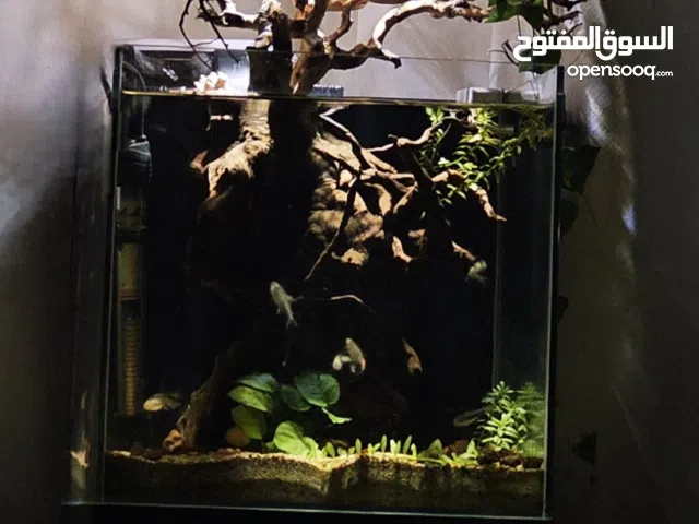 aquascape tanks, aquarium, deaign