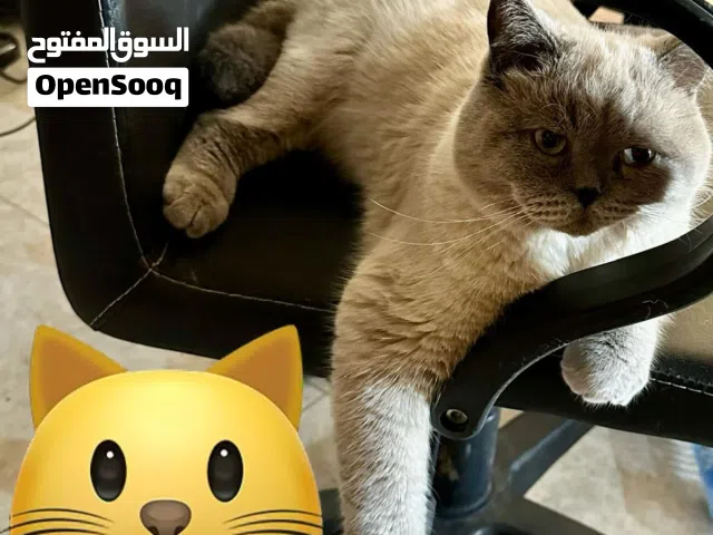 هملايا بيرمان ذكر وانثى