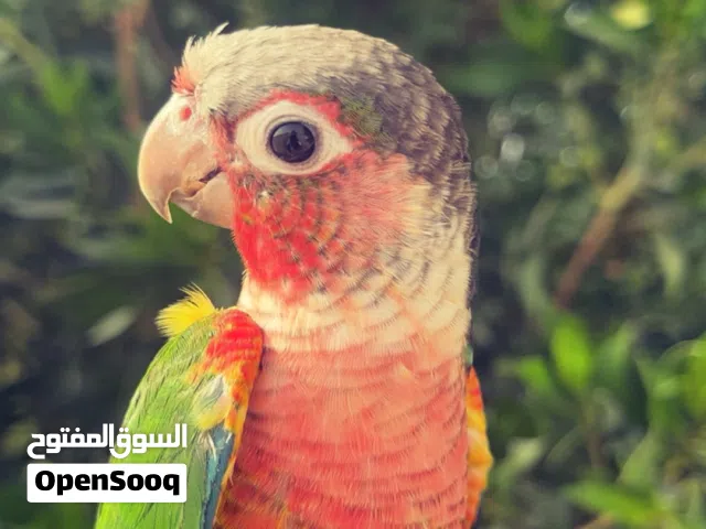 كنيور يلو سايد عمر 8 شهور