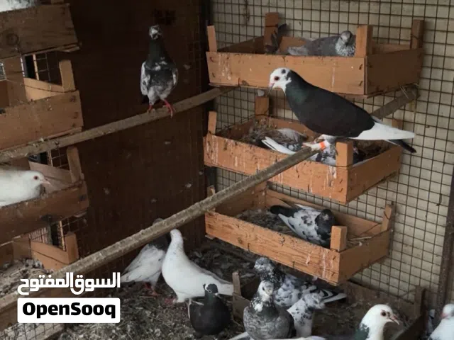 حمام باكستاني وبلدي
