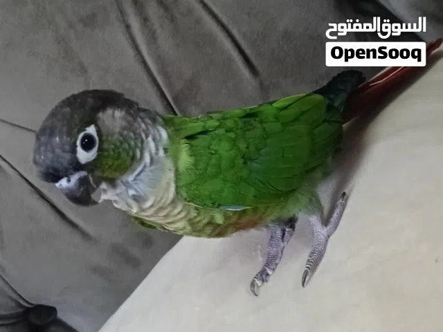 طائر كنيور اليف ومدرب