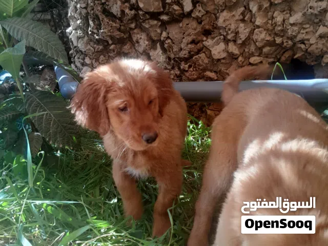 جولدن ريتريفر للبيع