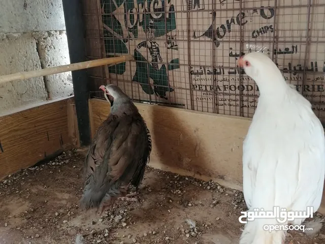 حجل للبيع ذكر ابيض