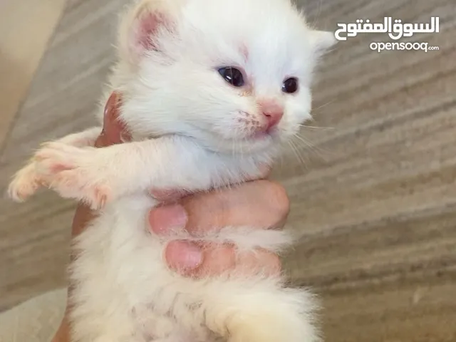 قطط كيتن للبيع بسعر رمزي