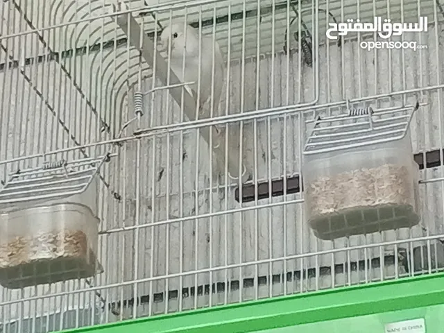 كنار ابيض للبيع مع ثلاث اقفاص