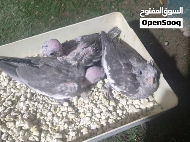 طيور كوكتيل