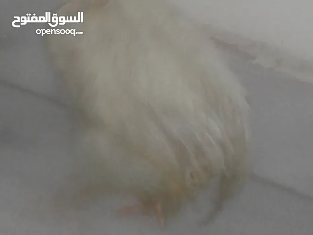 صوص بلدي تربية منزلية