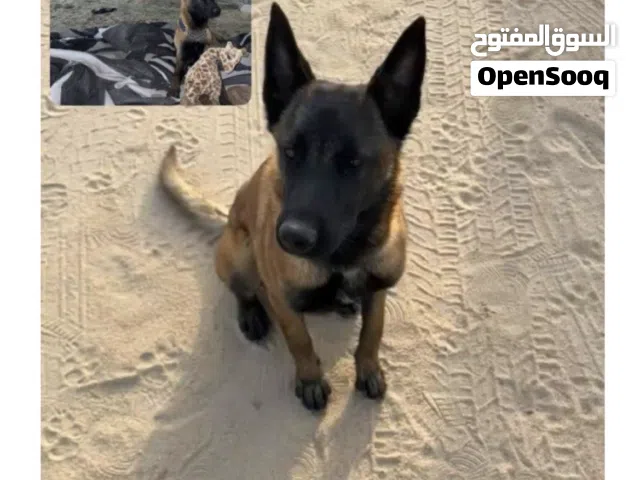 كلب ضايع مالينو