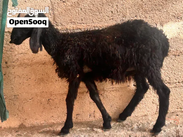 للبيع كبش تهجين نجدي