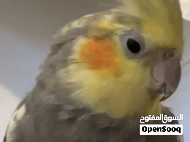 بيع ببغاء 500 ريال