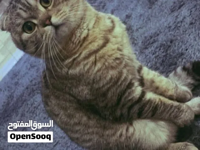 اجمل ذكر اسكوتش دبل فولد