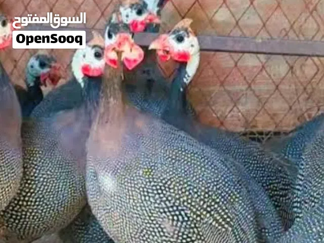 دجاج فرعوني عدد 5 جاجات في منهن 2 ديك شغالات بيض صحه ونظافه