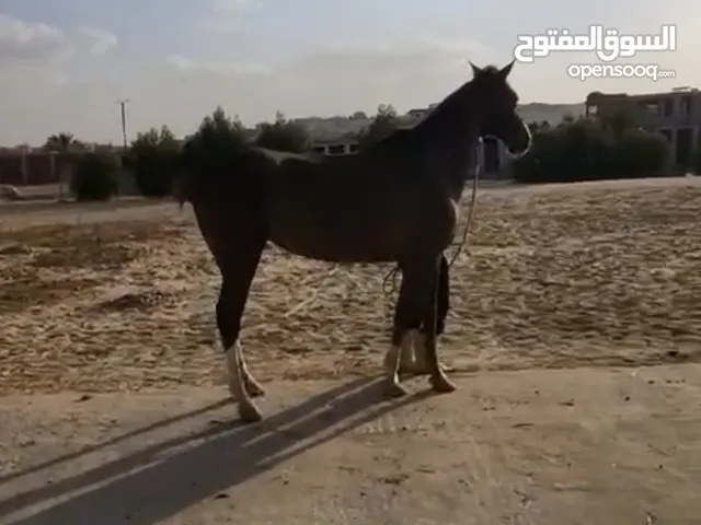 فرس انجليزي بيور لقفز الحواجز انتاج محلي