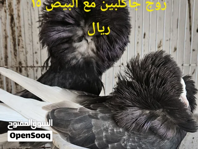 حمام زينه تصفيه باقي القليل