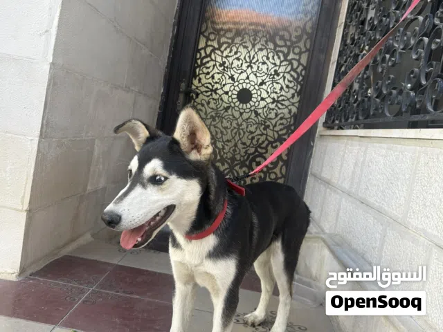 كلب هاسكي عمر 9 اشهر قابل للتفاوض