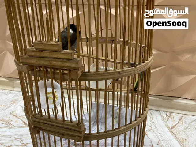 بلبل ربه اليف ويغرد