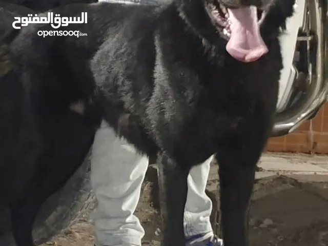 كلب جيرمن للبيع العمر سنه كلب شرس على حيونات