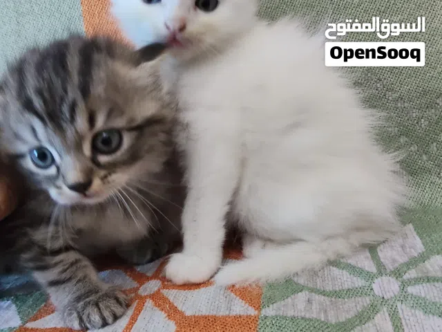 قطتين عمر شهر وأمهم تركش انجورا 2 kittens and their mother