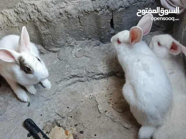 سلام عليكم زوج للبيع نثيه حامل