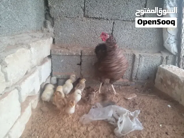 دجاجة زهرية تحتها 13 الكتكوت