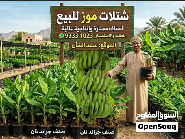 شتلات موز جراند نان