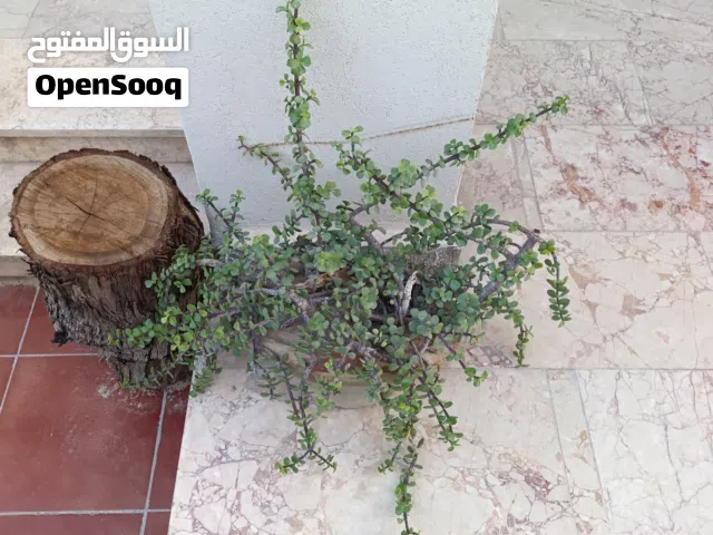 تشكيلات غرس زينه