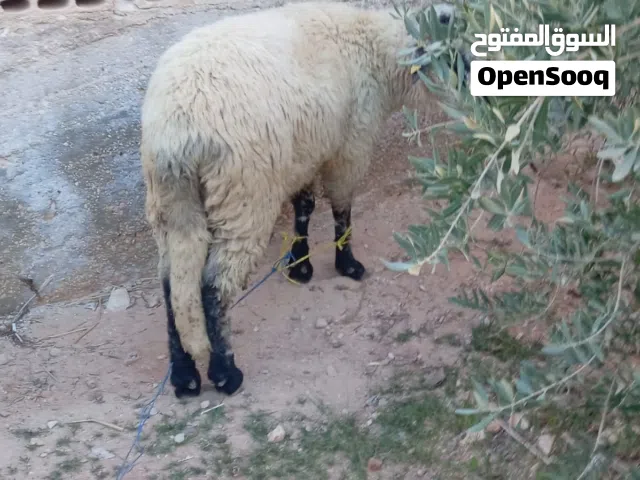 لحام متنقل