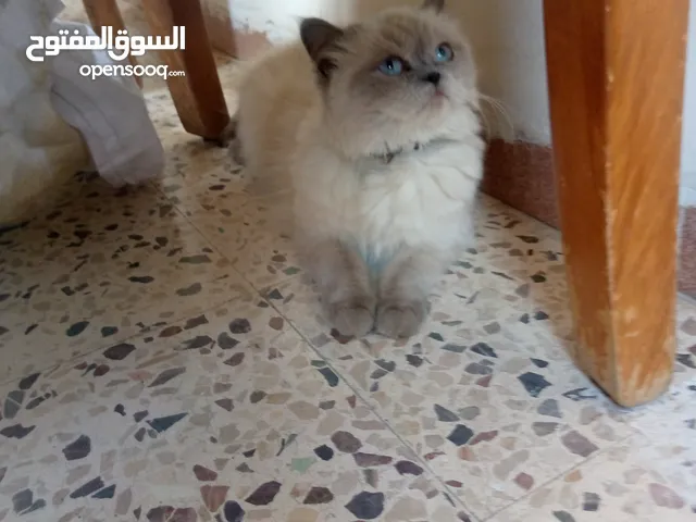 قطه نوع هملايا العمر سنة انثى للبيع معاها لتر بوكس حجم كبير
