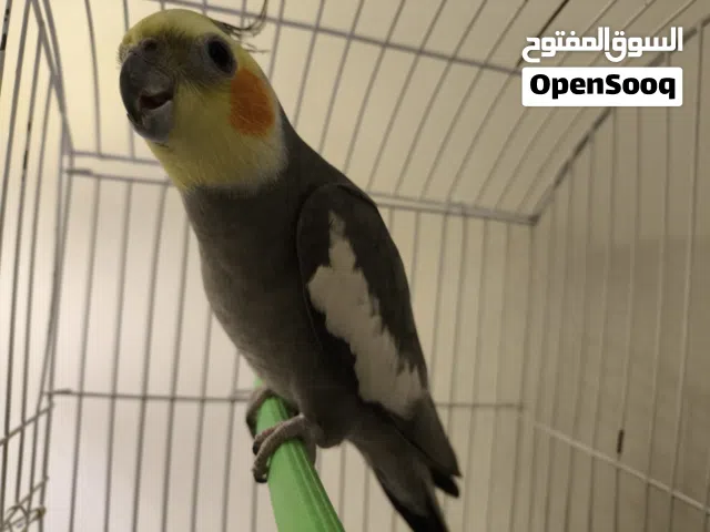 عصفور كوكتيل حبشي للبيع