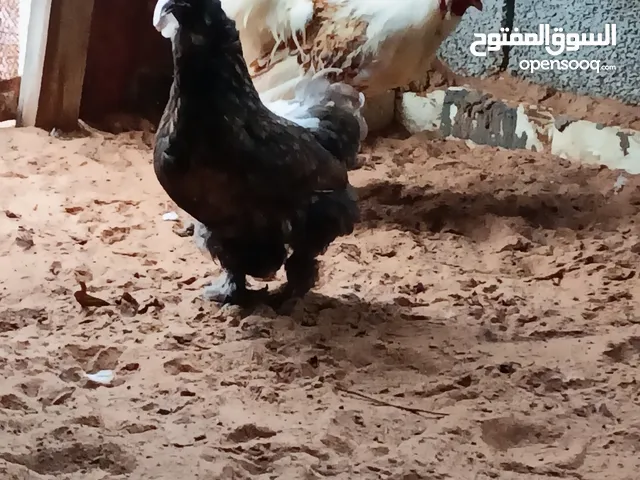 دجاج مضروب على القطنى