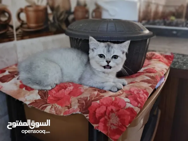 قطط سكوتش سلفر شيدد وسكني