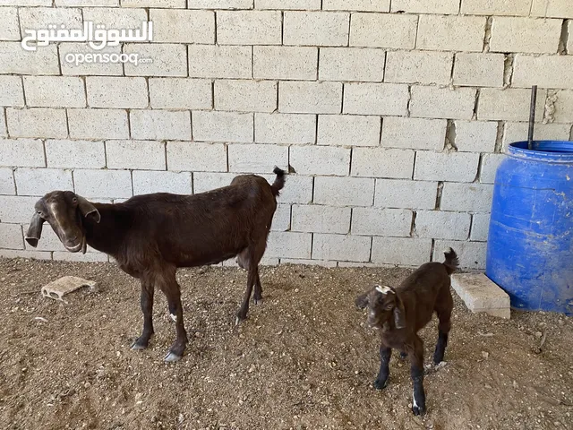 بالصلاة على النبي عنز بندوق شامي سن نضيف معها جدي