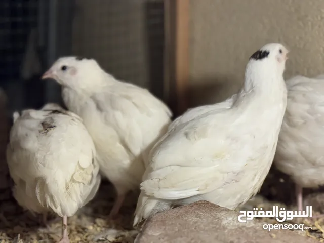 فري تكساس أبيض (جامبو) عمر 40 يوم – قريب الانتاج