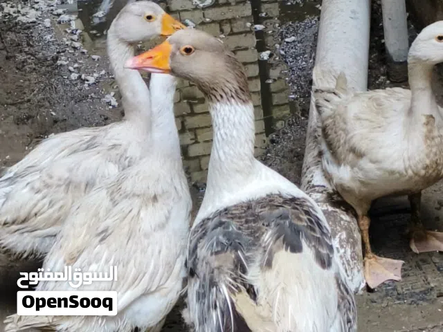متاح بط للبيع بصره معقل