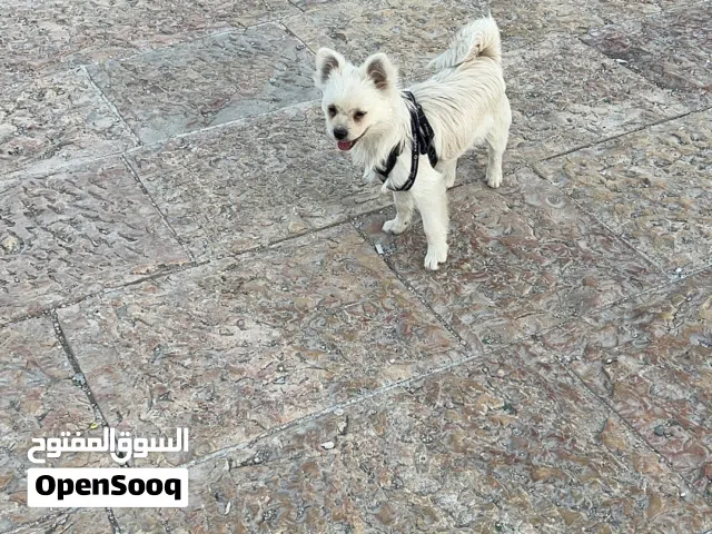 ذكر بوميرانيان 4 أشهر، جميع التطعيمات . Pomeranian