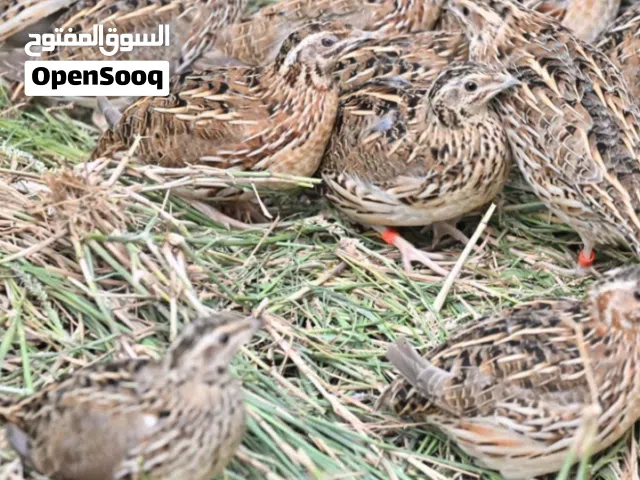 سمان في احسن حالاته  الحبة بنص ريال