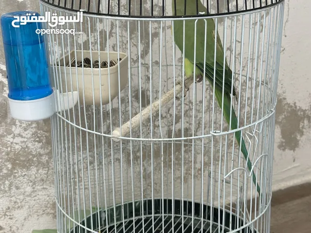 ببغاء درة للبيع