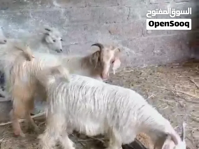 جدي مخصاي حلال الجواميد