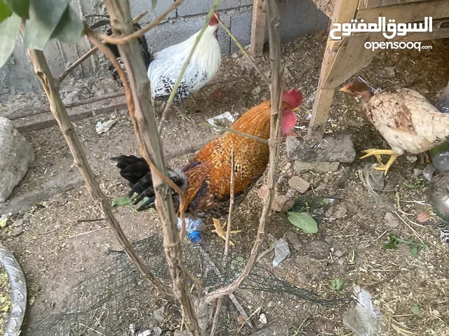 دجاج عرب للبيع