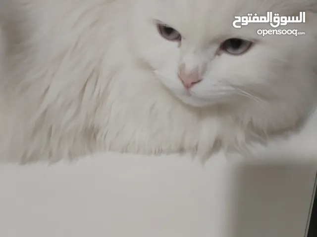قط ذكر لونه ابيض نوعه شانشيلا بيجنن هادئ وحنون للتبني اسمه سكاي بيعرف اسمه عمره 8 شهور
