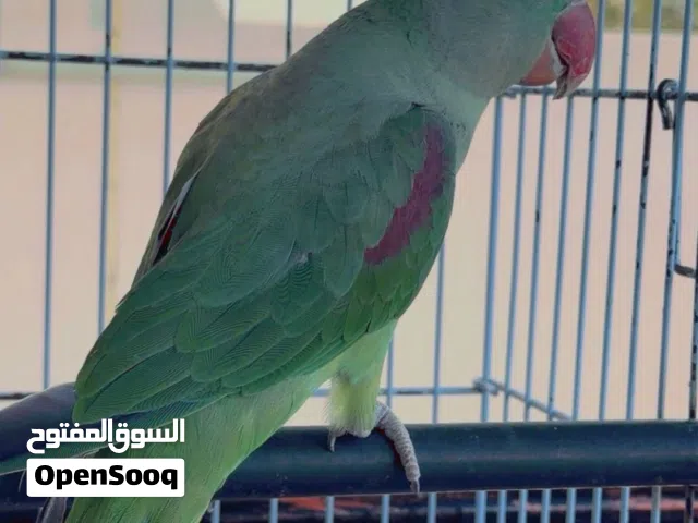 ببغاء نيبالي