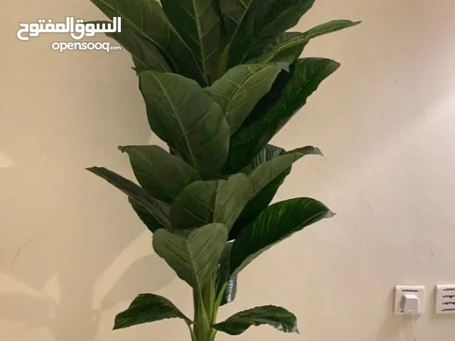 نباتات صناعية للبيع : ورود زينية : نباتات زينة : ارخص الاسعار في السعودية