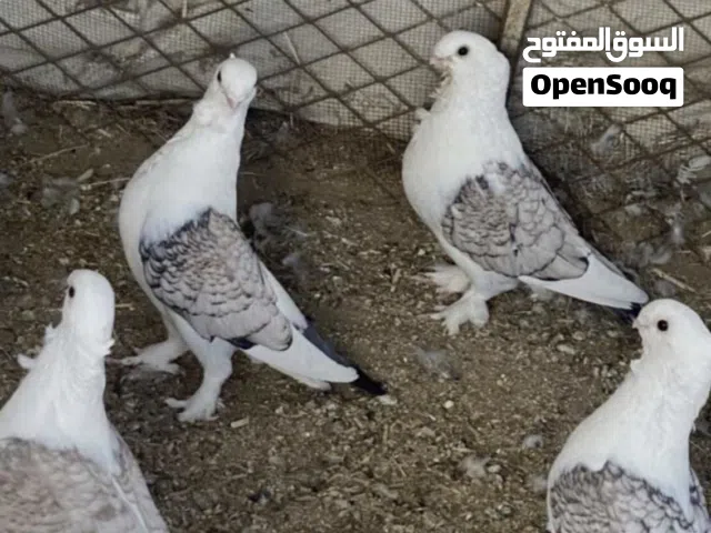 مطلوووووب حمام مال الزينه تابع الوصف مهم