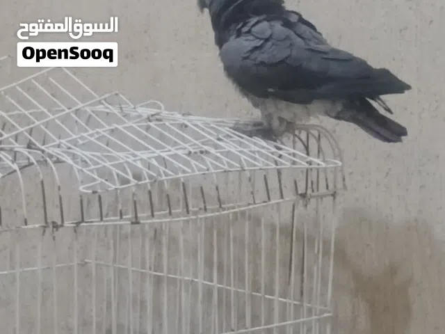 ببغاء،ثمنه